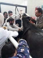 انطلقت اليوم الخميس ٢٤ أكتوبر ٢٠١٩ قافله بيطرية من كلية الطب البيطري إلي قرية أبيس ٢ ضمن خطة قطاع خدمة المجتمع وتنمية البيئة بالكلية انطلقت اليوم الخميس ٢٤ أكتوبر ٢٠١٩ قافله بيطرية من كلية الطب البيطري إلي قرية أبيس ٢ ضمن خطة قطاع خدمة المجتمع وتنمية البيئة بالكلية